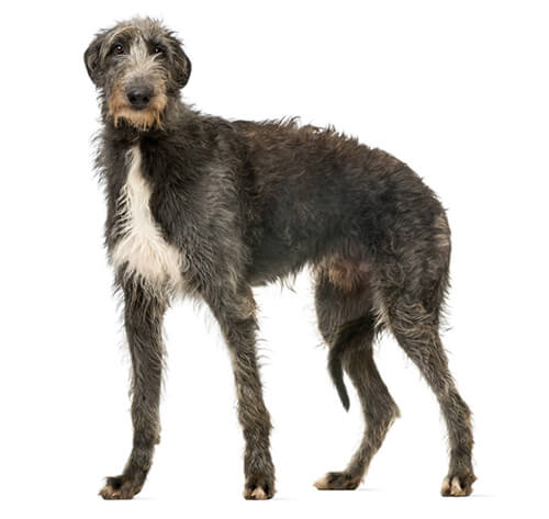 Irish deerhound 2024